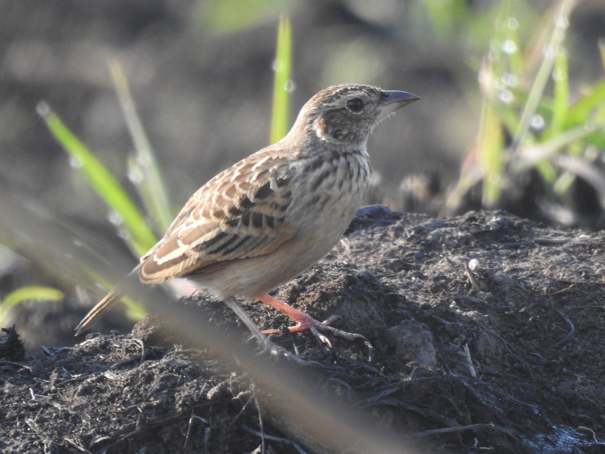 Singing Bushlark (Australasian) - ML357141761