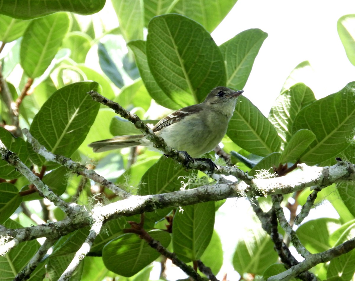 Greater Antillean Elaenia - ML357141831