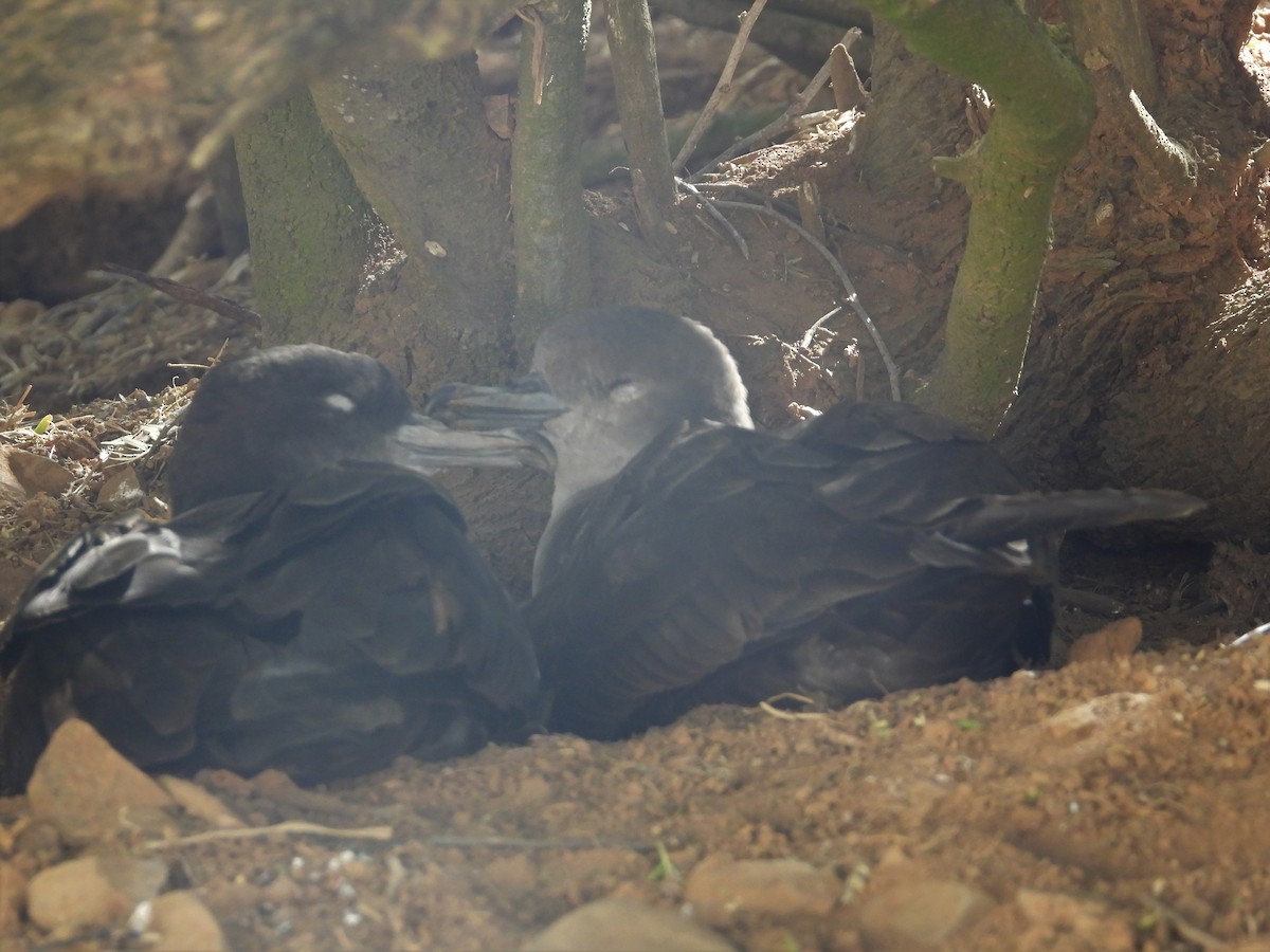 Wedge-tailed Shearwater - ML357143161