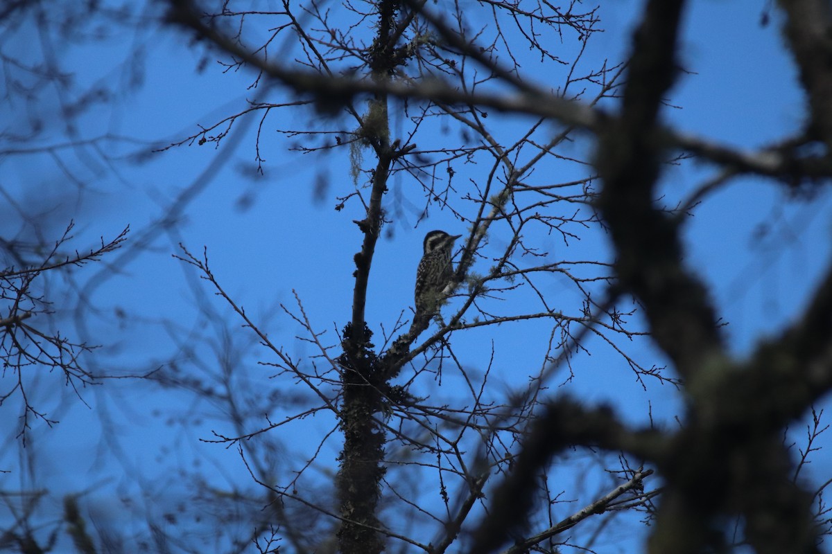 Striped Woodpecker - ML357143581