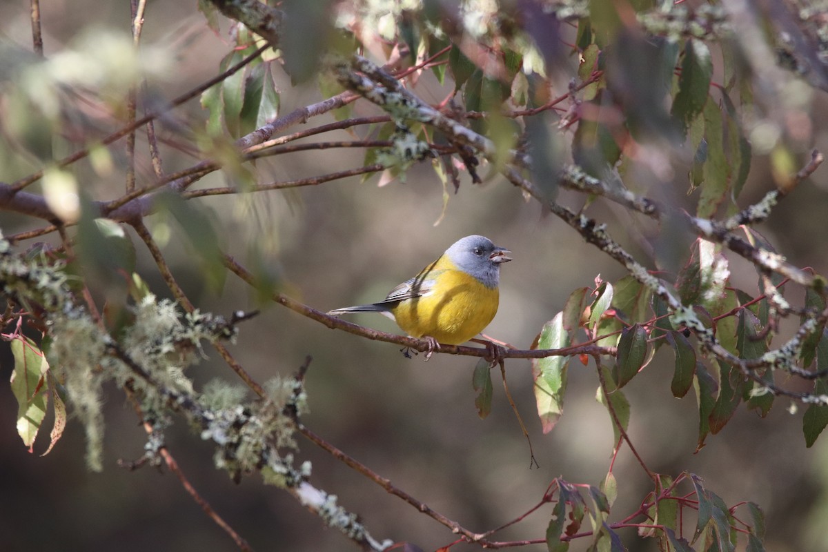 Patagonian Sierra Finch - Michael Weymann