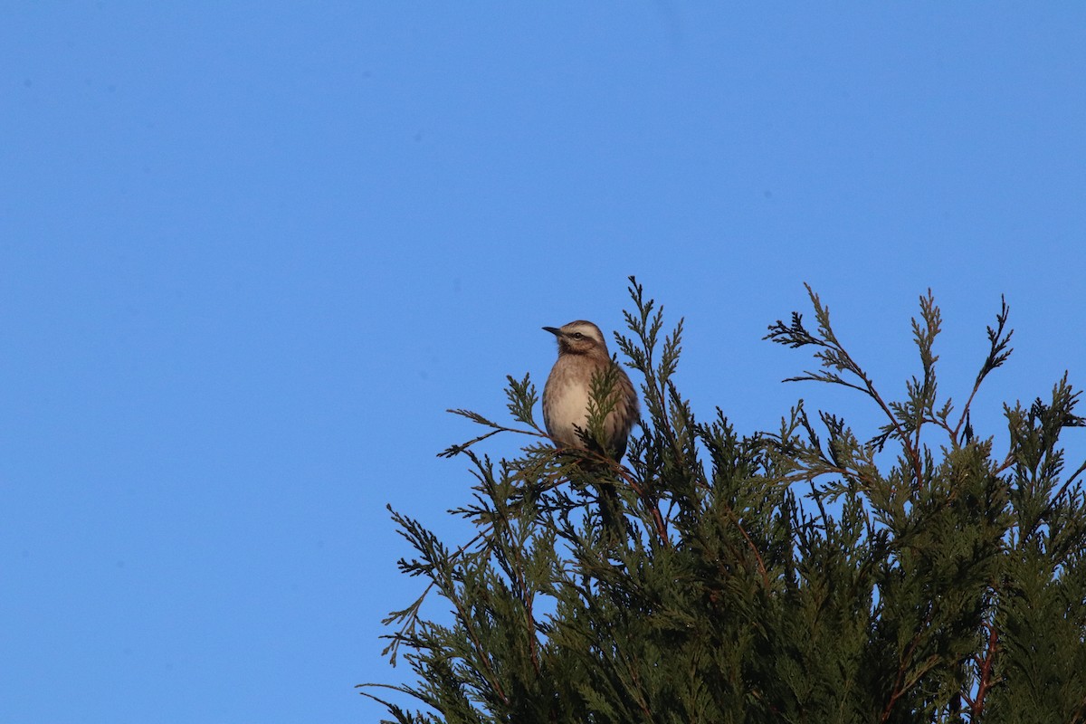 Chilean Mockingbird - ML357144021