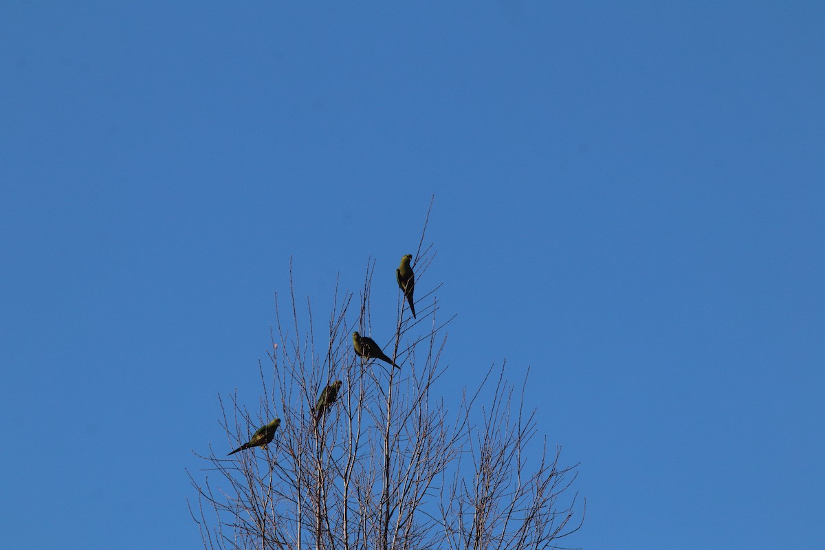 Austral Parakeet - ML357146541