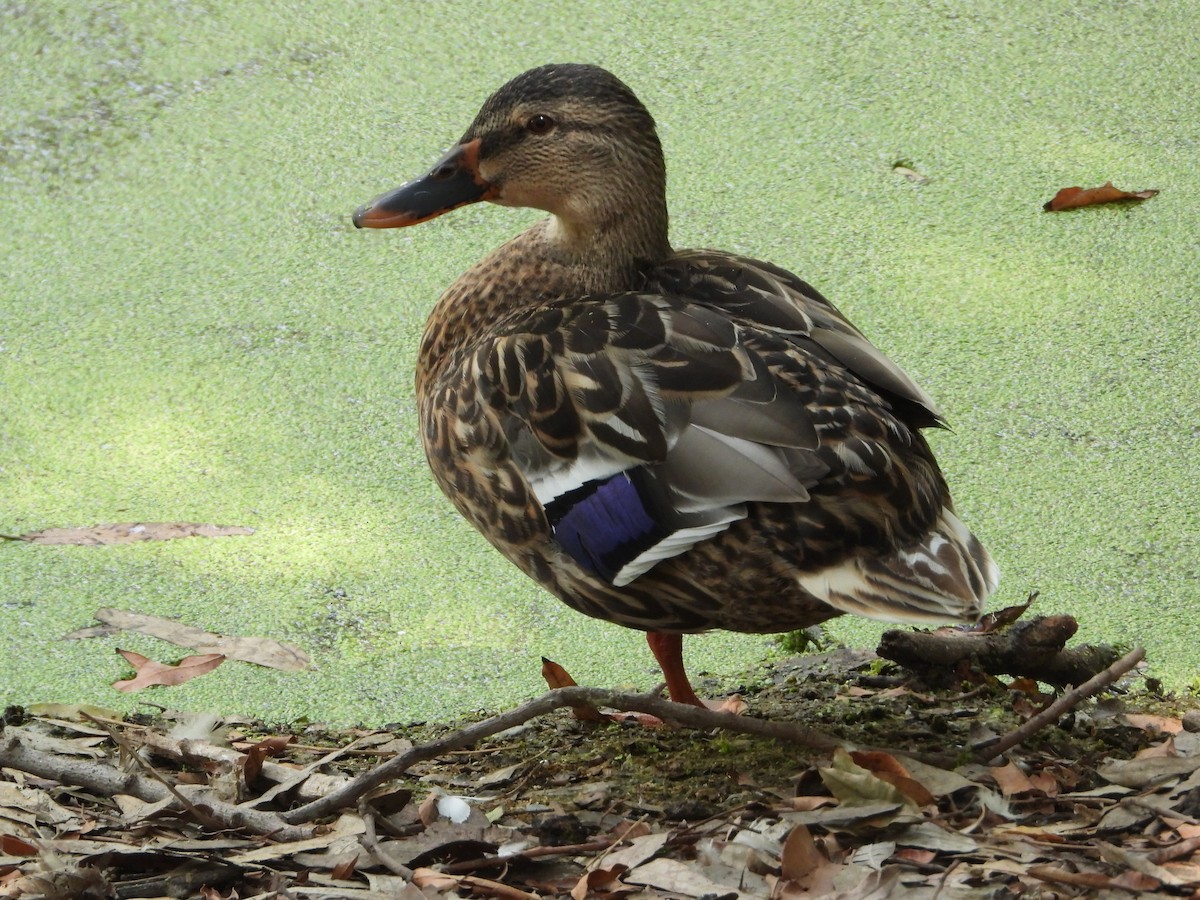 Canard colvert - ML357147261