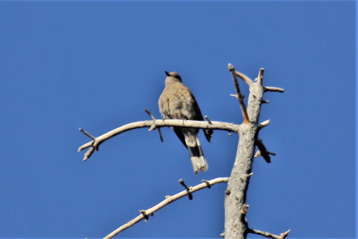 Townsend's Solitaire - ML357148441