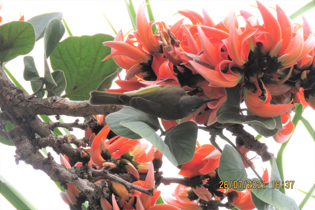 Brown Honeyeater - Norton Gill