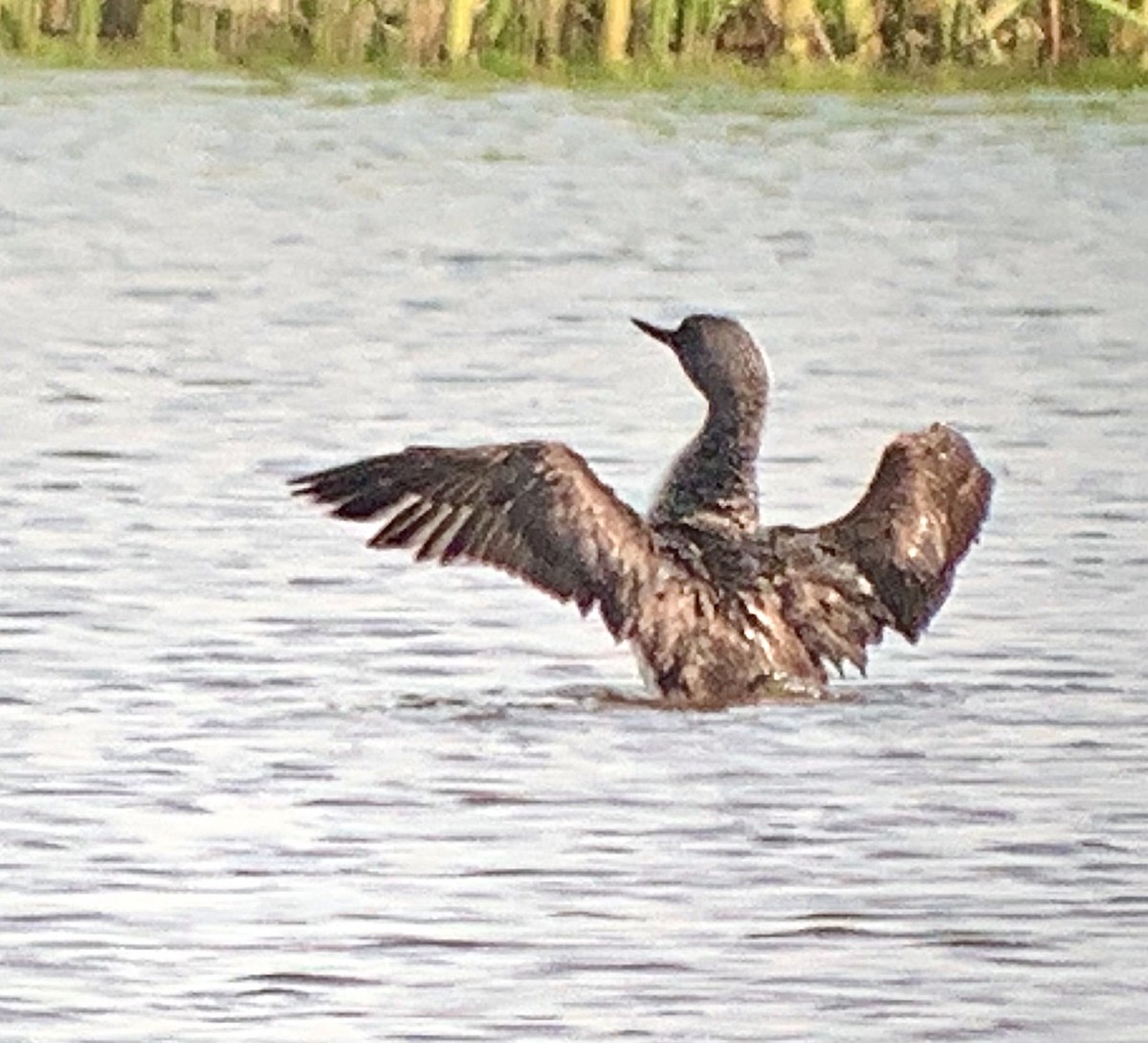 Red-throated Loon - ML357149851