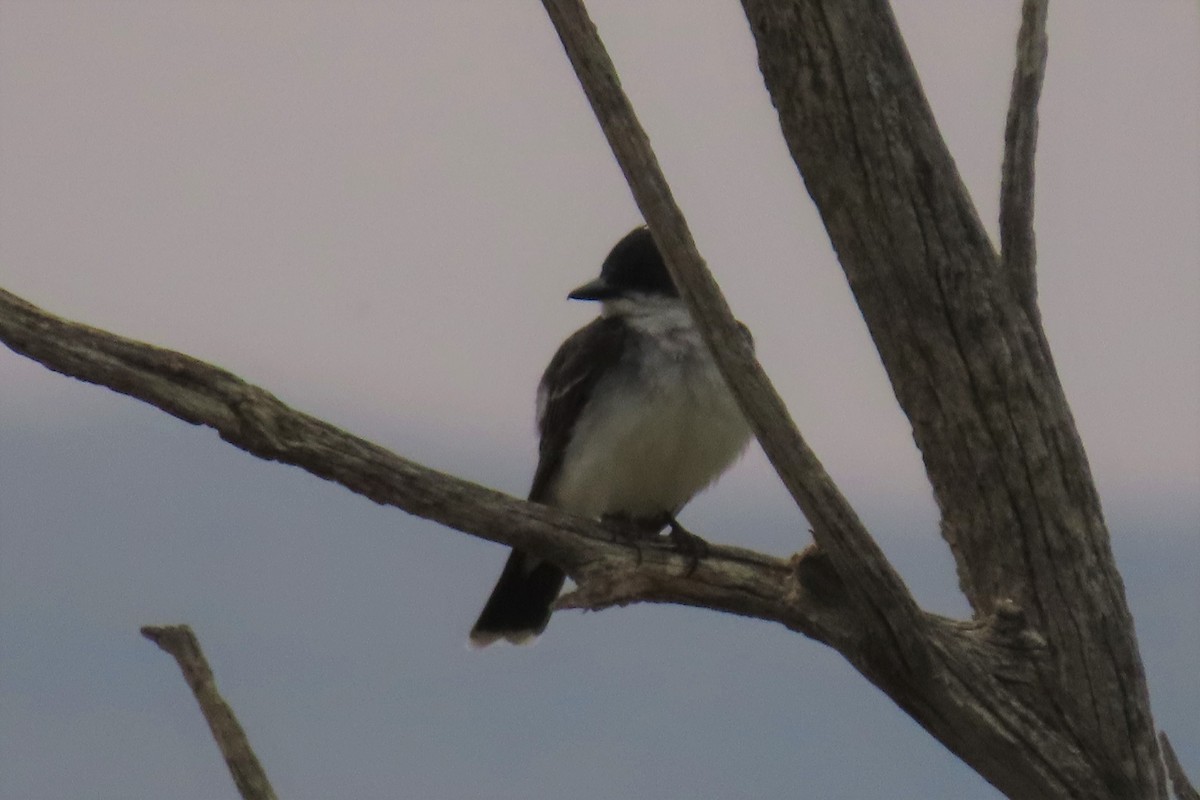 Eastern Kingbird - ML357150441