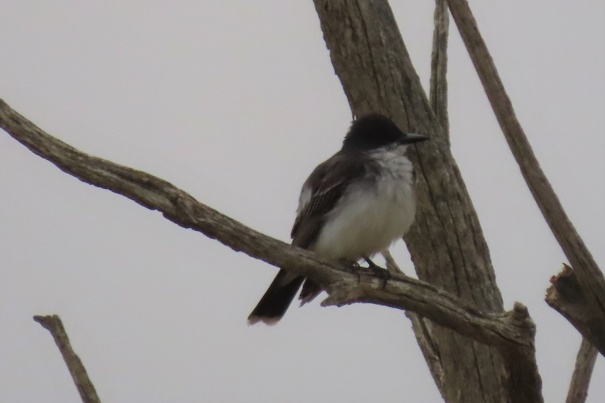 Eastern Kingbird - ML357150491