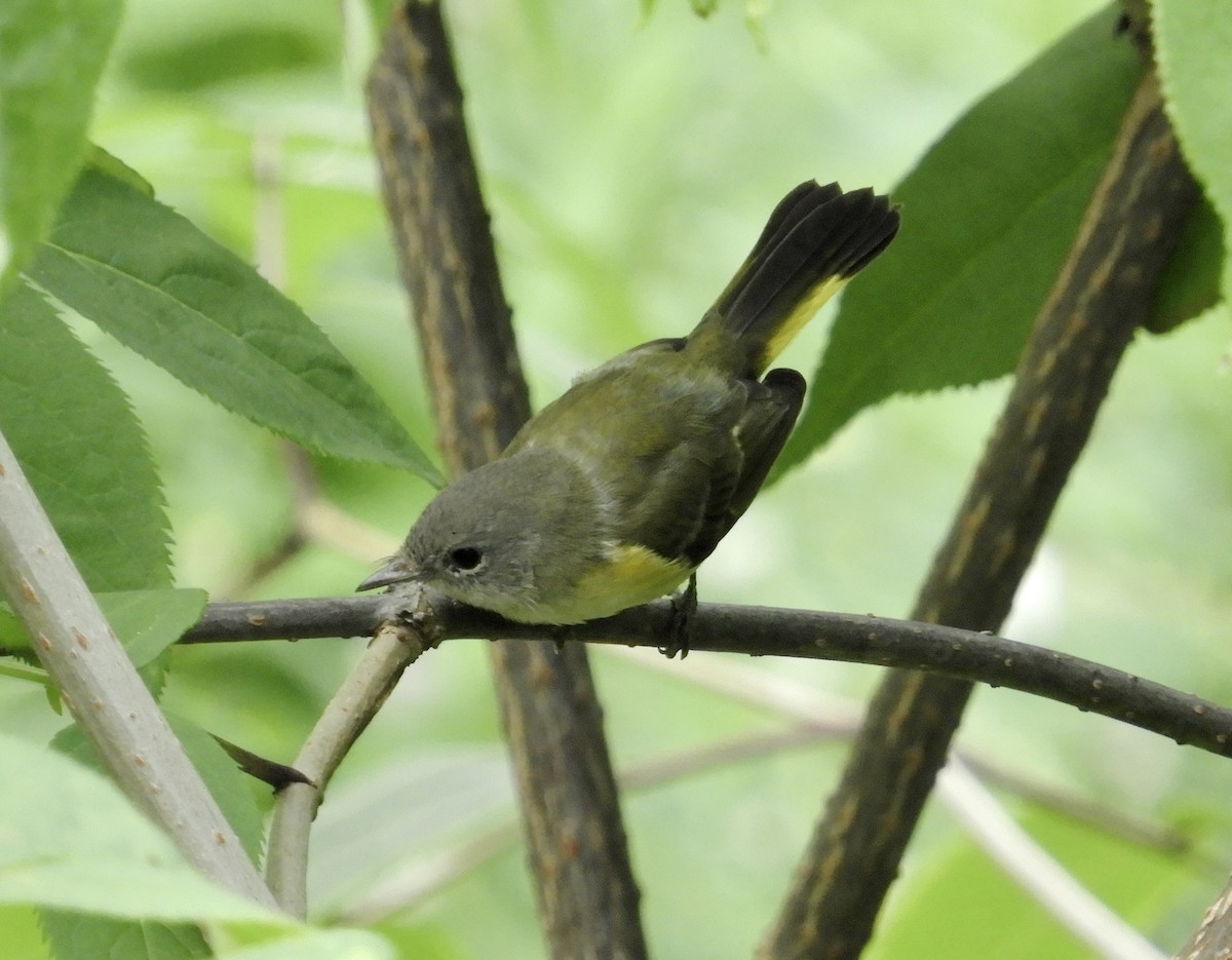 American Redstart - ML357151531