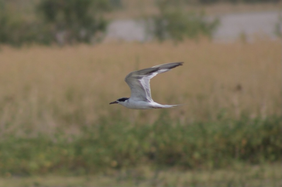 Forster's Tern - Henry Meade