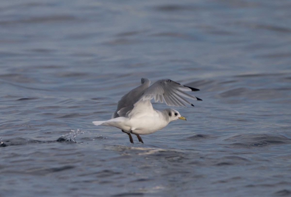 Black-legged Kittiwake - Vernon Buckle