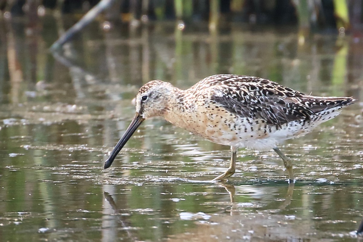 Short-billed Dowitcher - Anne Auclair  Moe