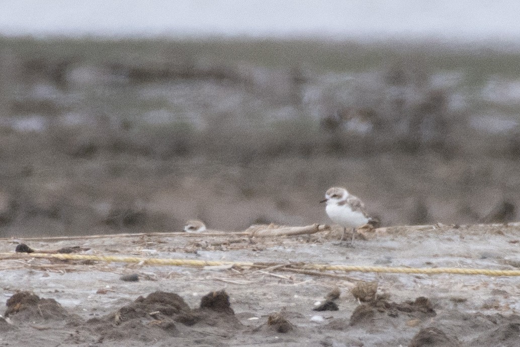 Snowy Plover - ML357159551