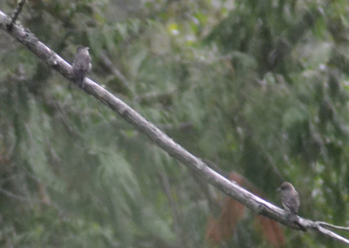 Olive-sided Flycatcher - ML357159791