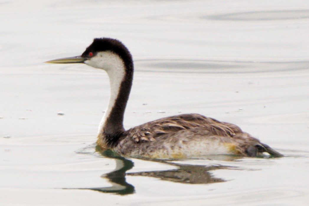 Western Grebe - ML357162011