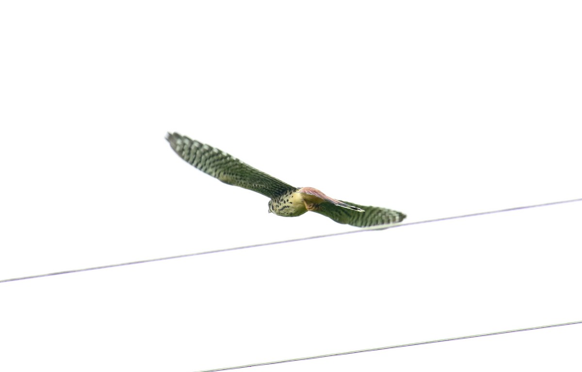 American Kestrel - ML357162501