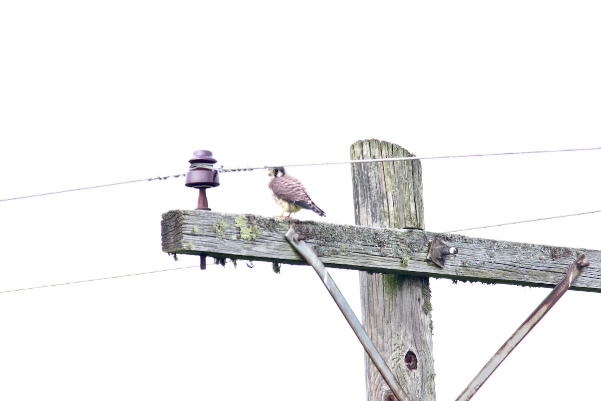 American Kestrel - ML357162531