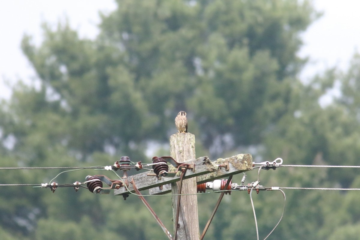 American Kestrel - Richard Garrigus