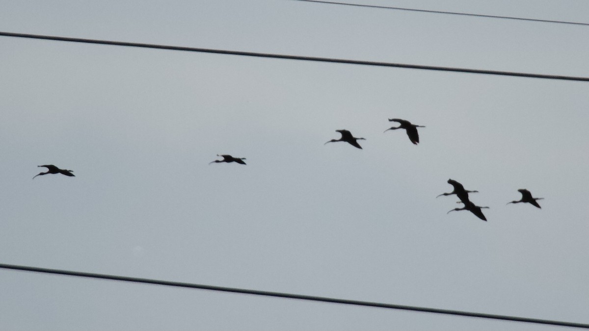 Glossy Ibis - ML357163301