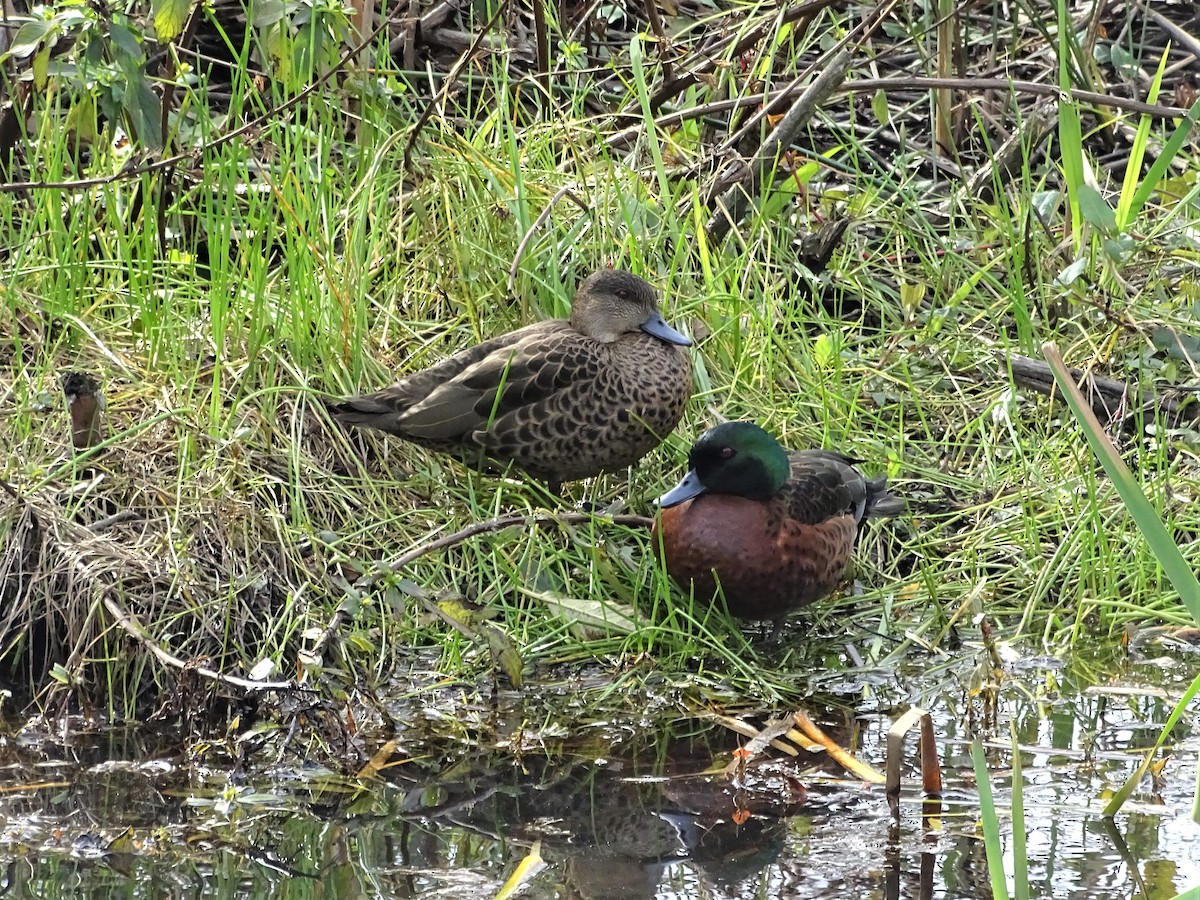 Chestnut Teal - ML357163401