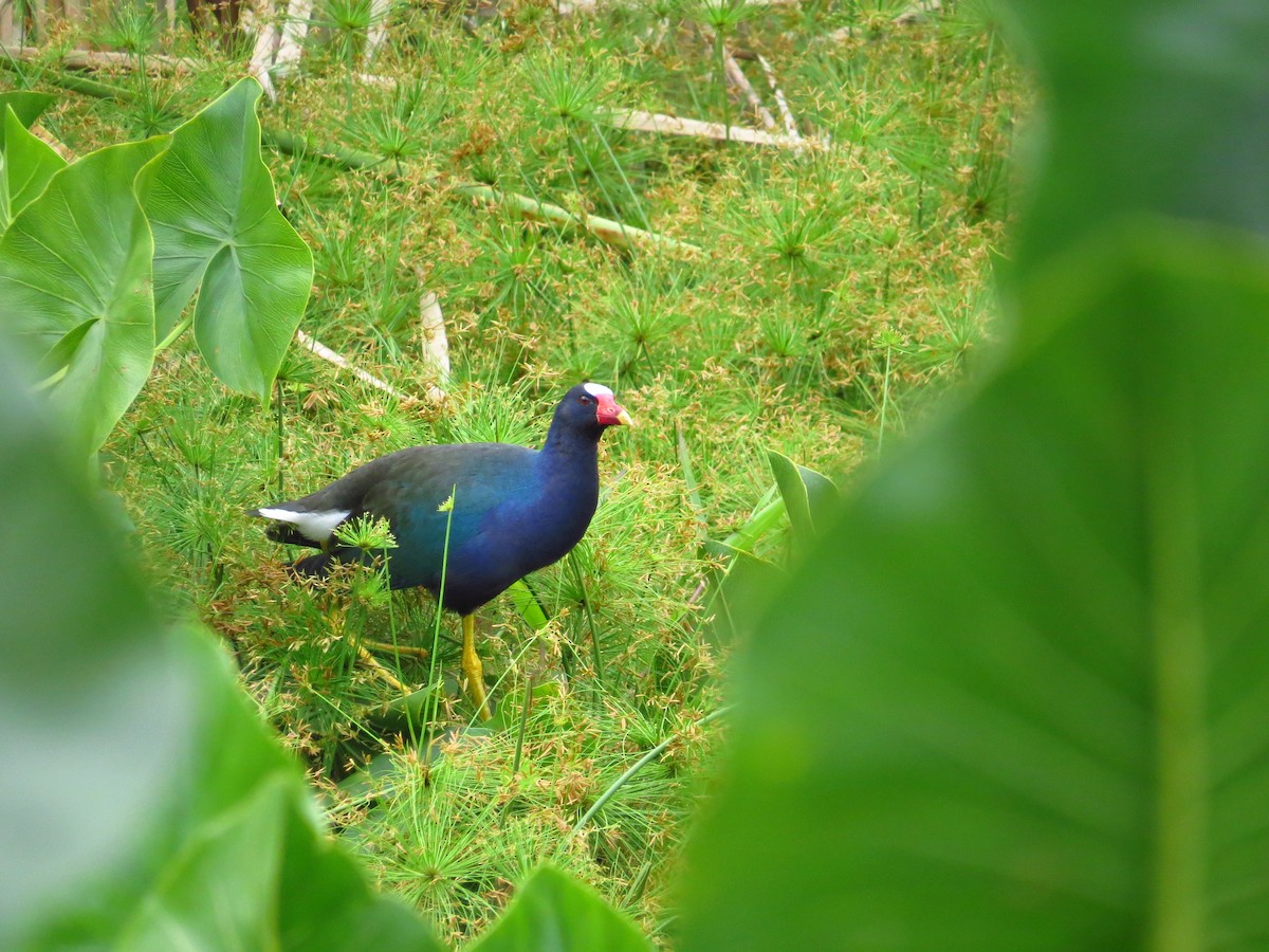 Purple Gallinule - Miguel Ángel Torres