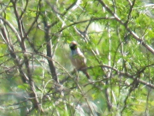 Pictorella Munia - ML357165071