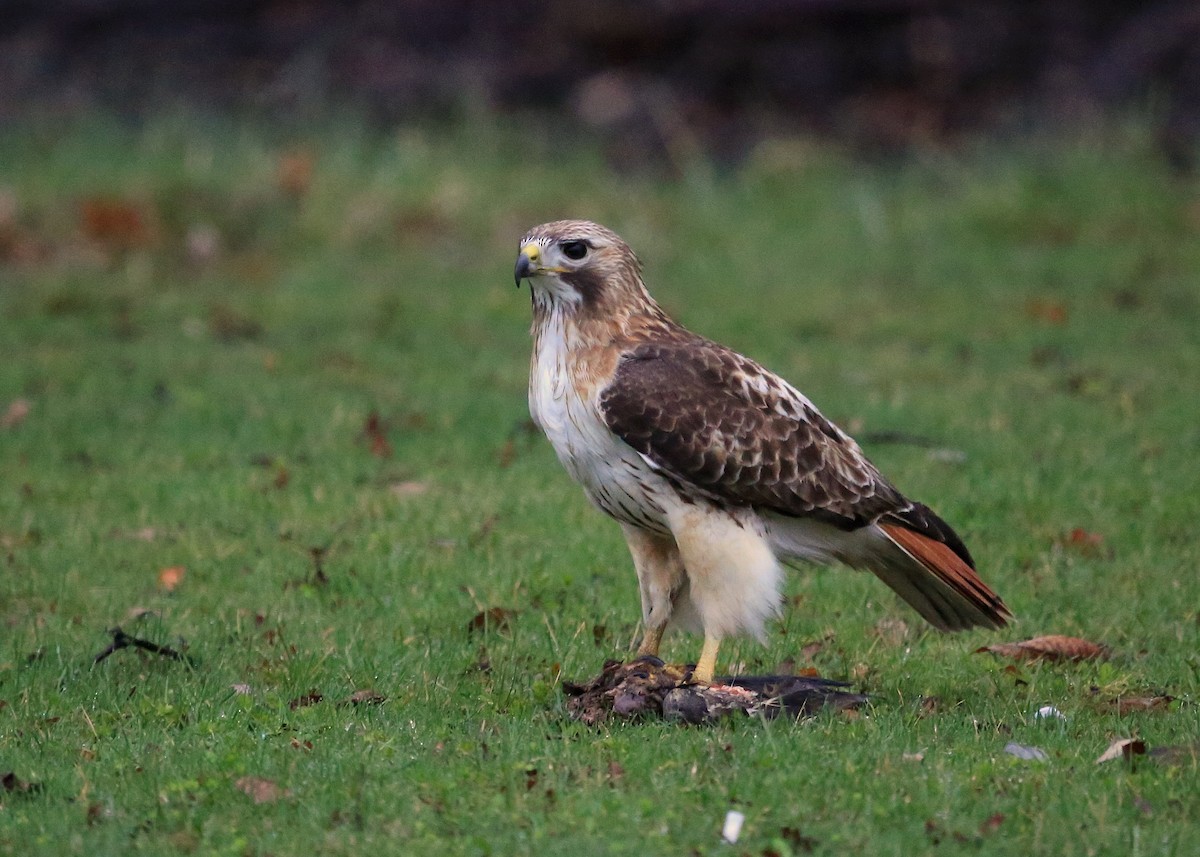 Red-tailed Hawk (borealis) - Tim Lenz