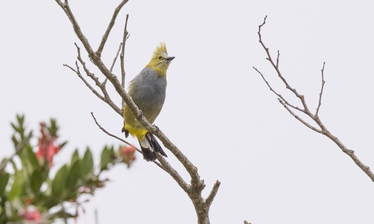 Long-tailed Silky-flycatcher - Paul Fenwick