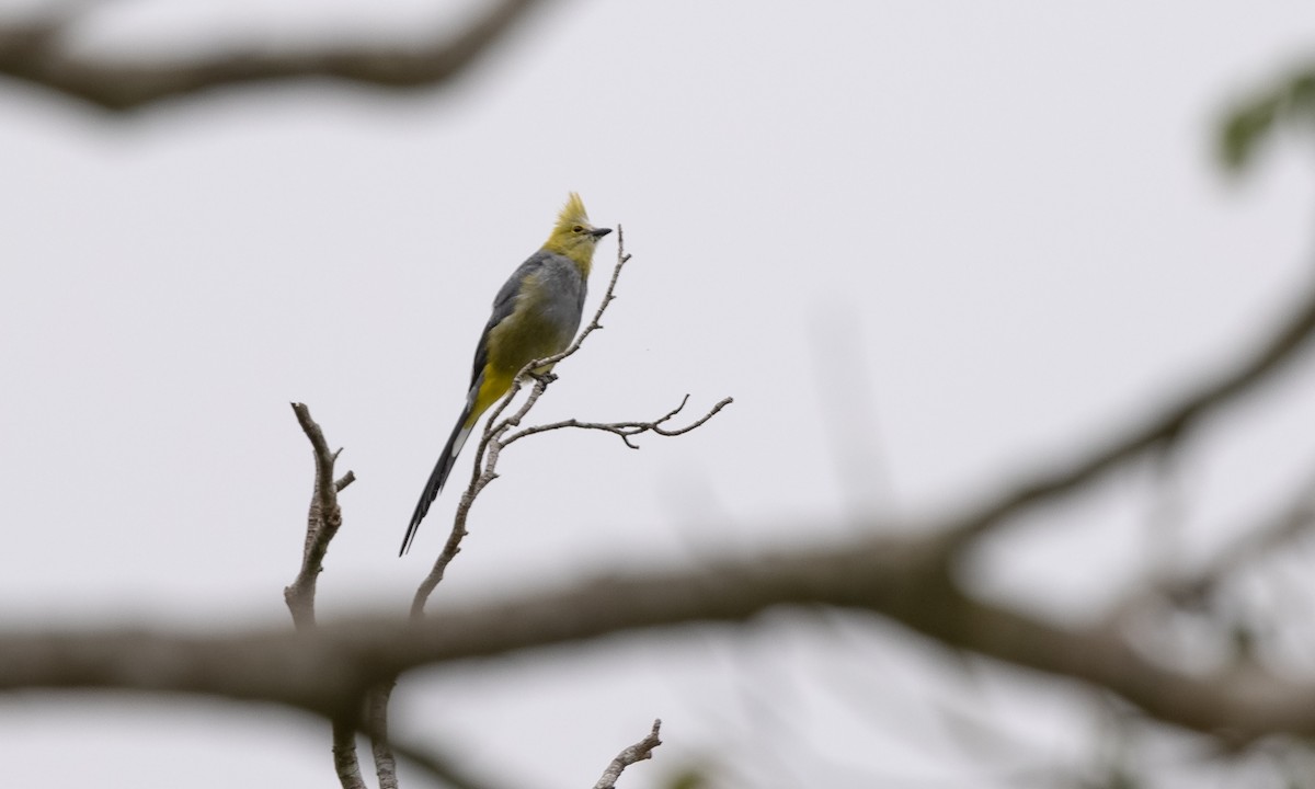 Long-tailed Silky-flycatcher - ML357165231