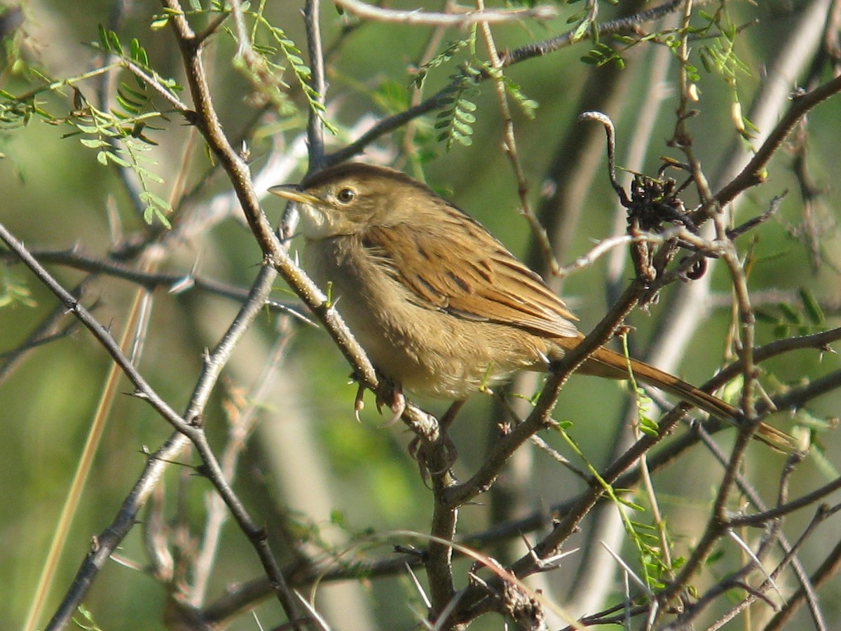 Tawny Grassbird - ML357165661