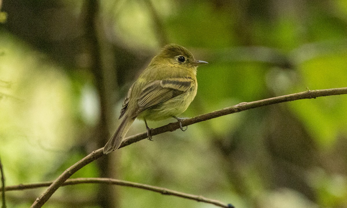 Yellowish Flycatcher - ML357166871