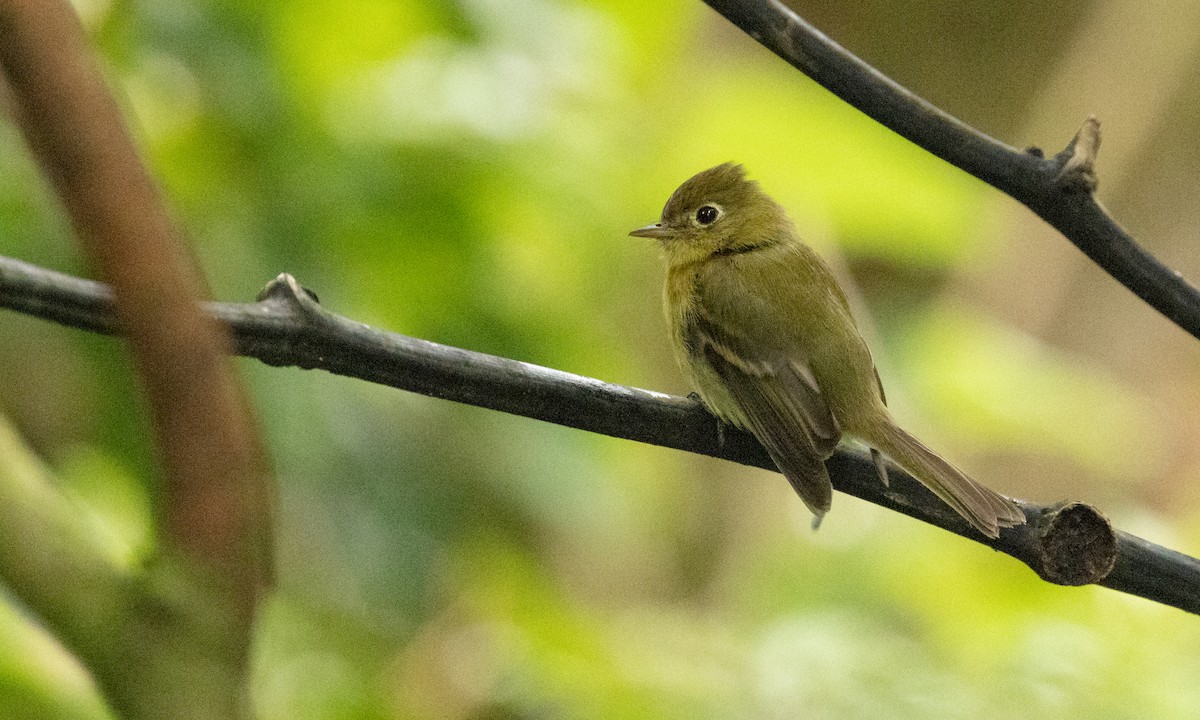 Yellowish Flycatcher - ML357166911