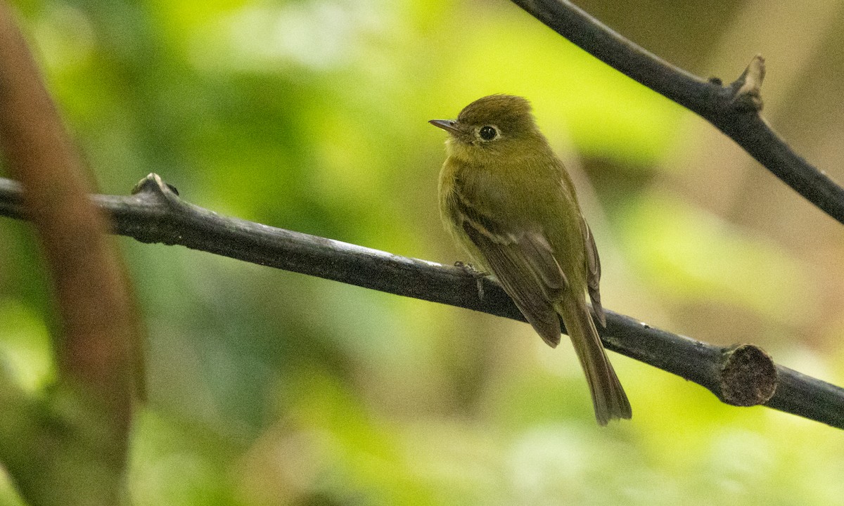 Yellowish Flycatcher - ML357166921