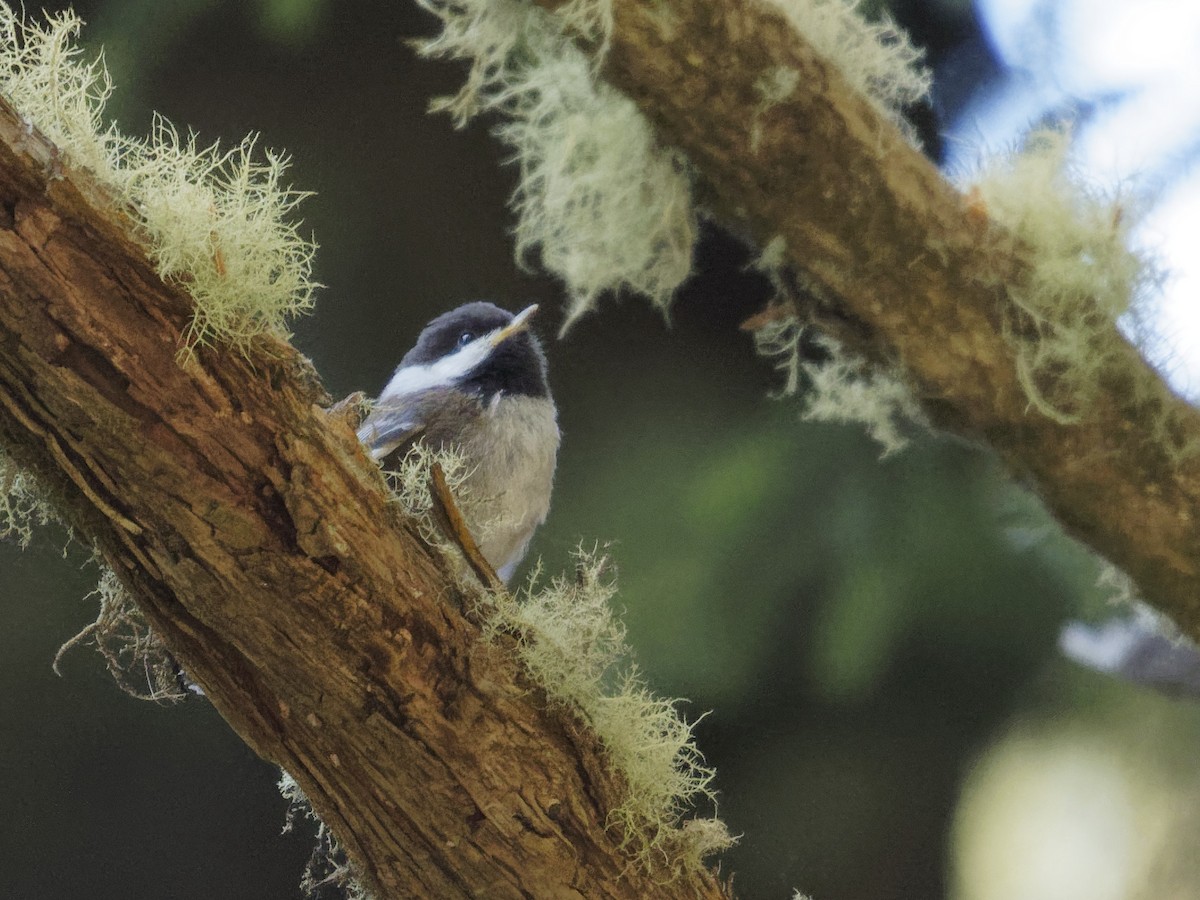 Chestnut-backed Chickadee - ML357167451