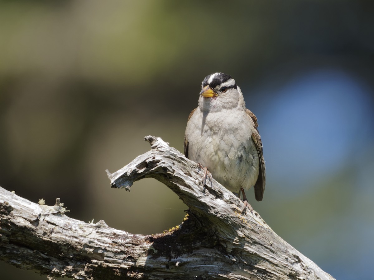 White-crowned Sparrow - ML357167461