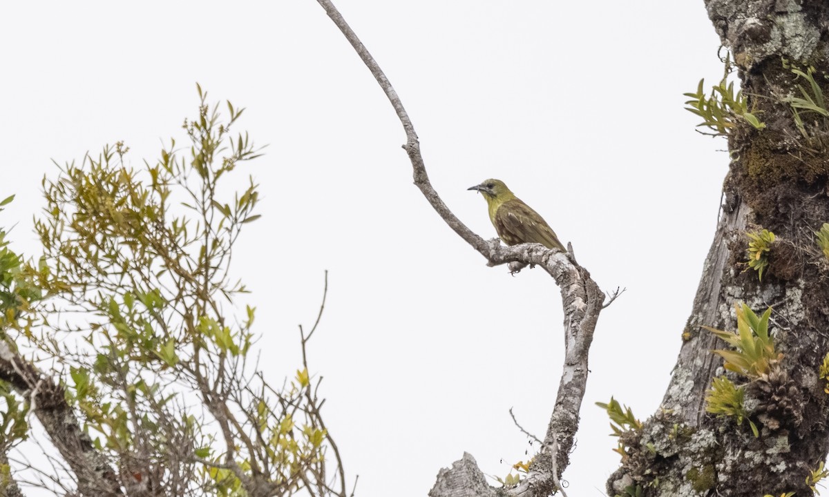 Three-wattled Bellbird - ML357167621