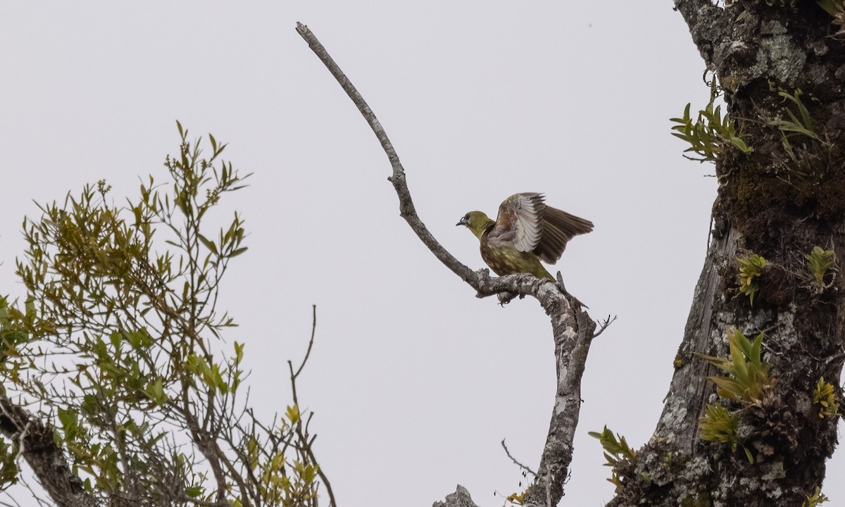 Three-wattled Bellbird - ML357167641