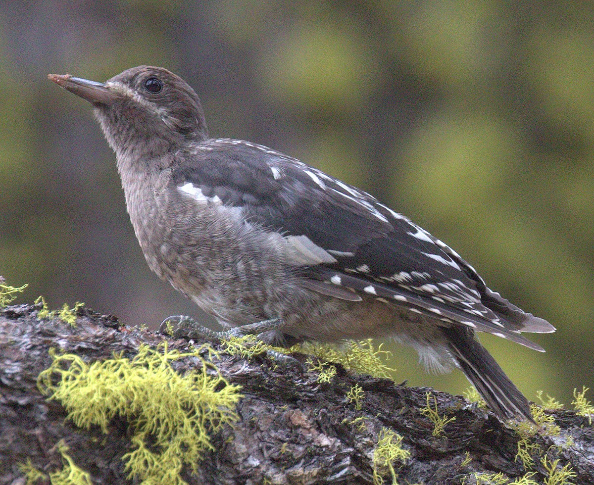 Red-breasted Sapsucker - ML357168881