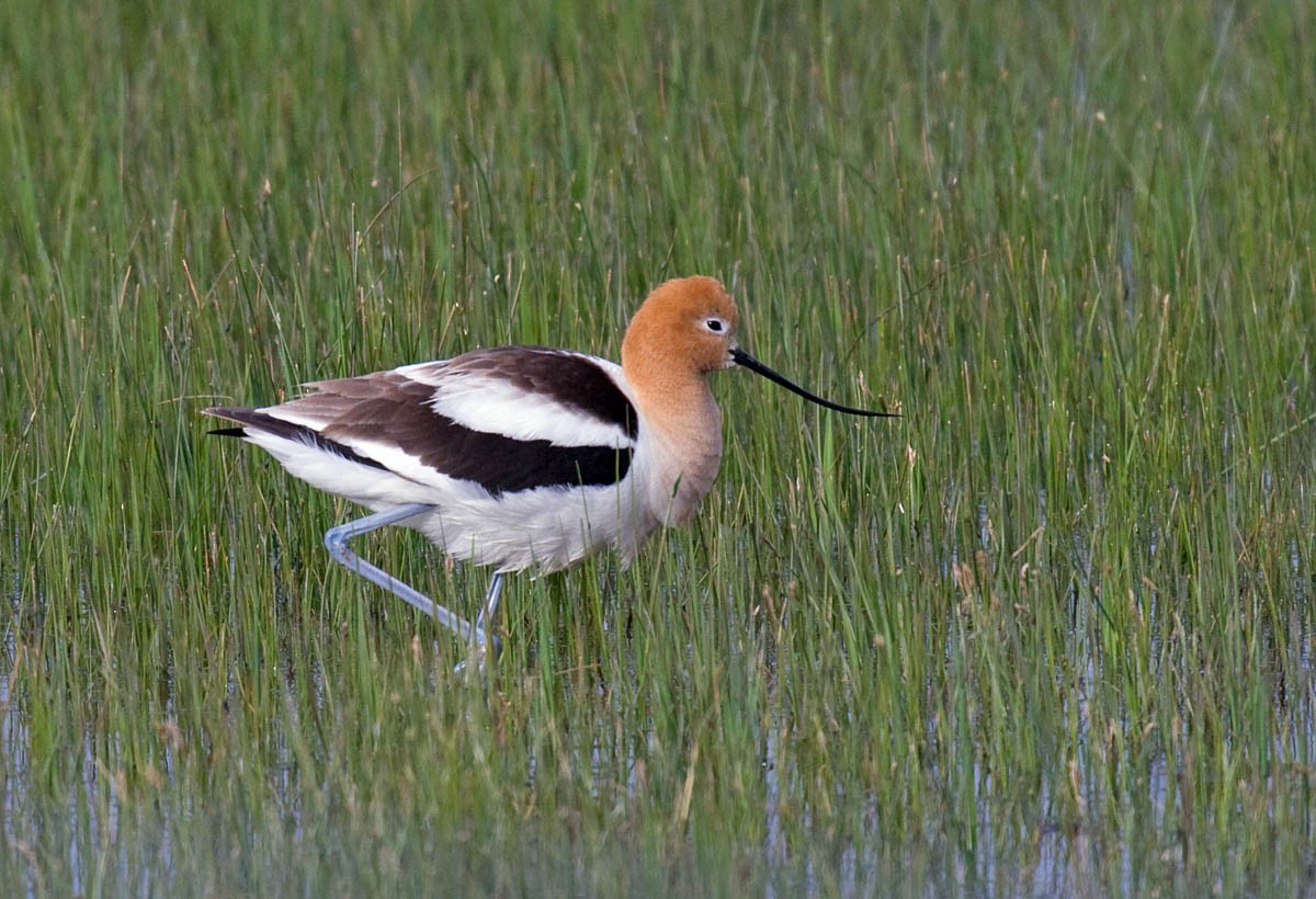 American Avocet - Greg Gillson