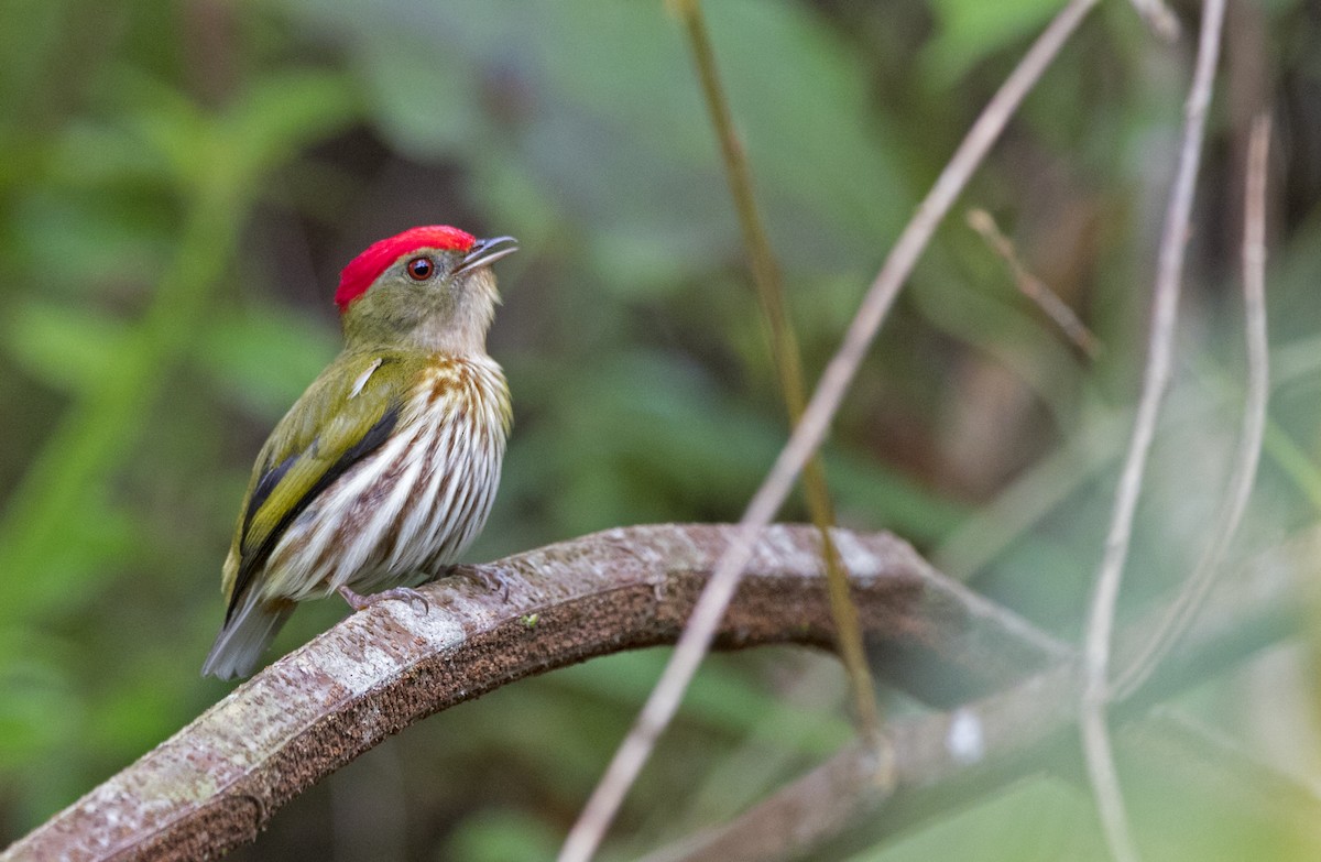 Kinglet Manakin - Ciro Albano / Brazil Birding Experts