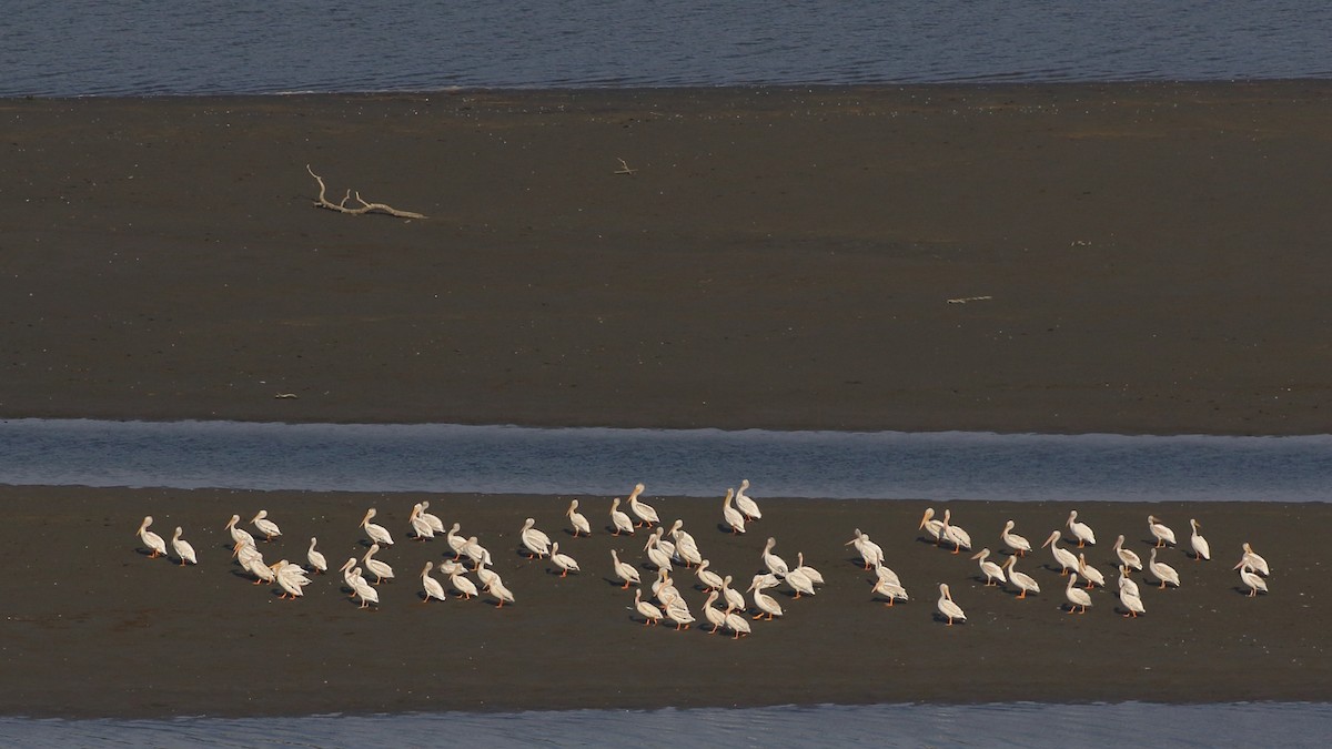 American White Pelican - ML357170691