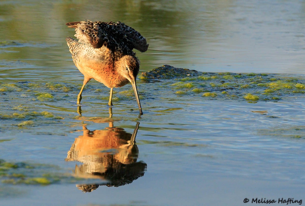 Long-billed Dowitcher - ML357171441