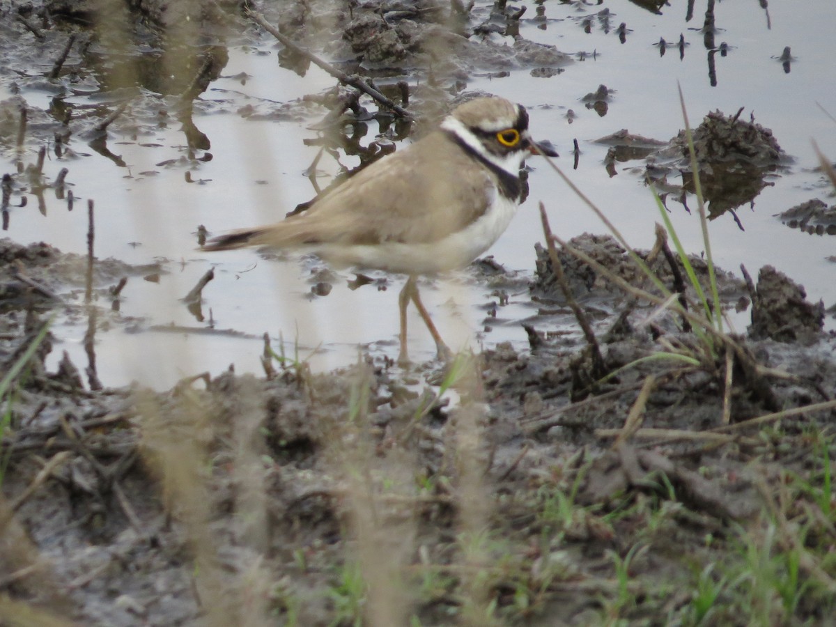 Little Ringed Plover - ML357172061