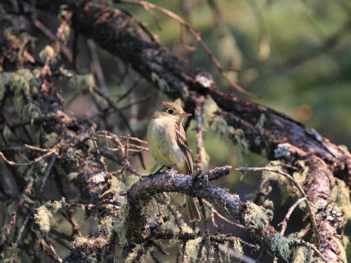 Western Flycatcher (Cordilleran) - ML357174451