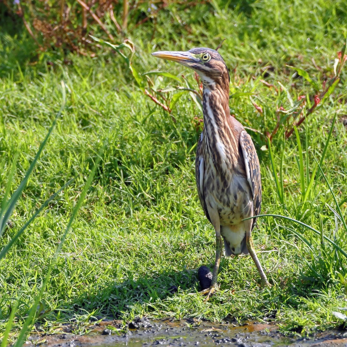 Green Heron - ML357174481