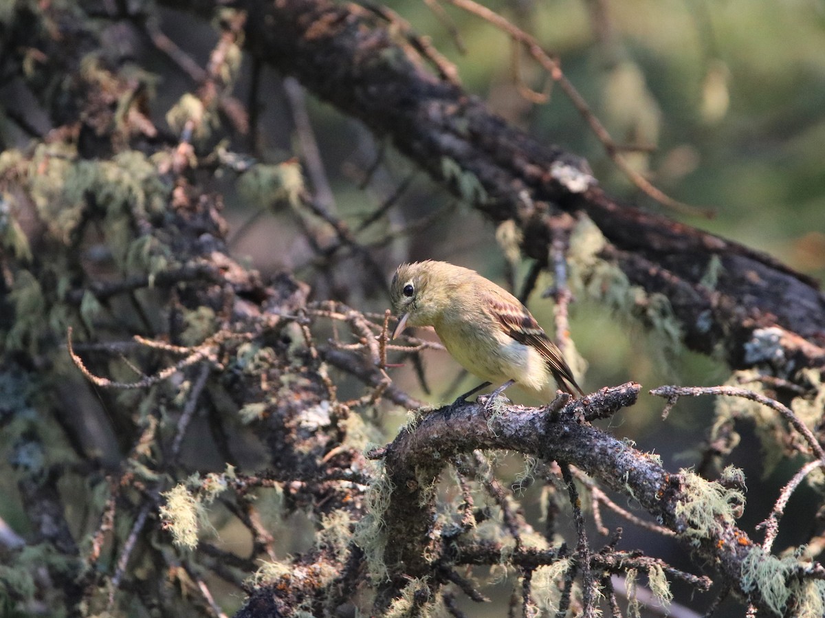 Western Flycatcher (Cordilleran) - ML357174501