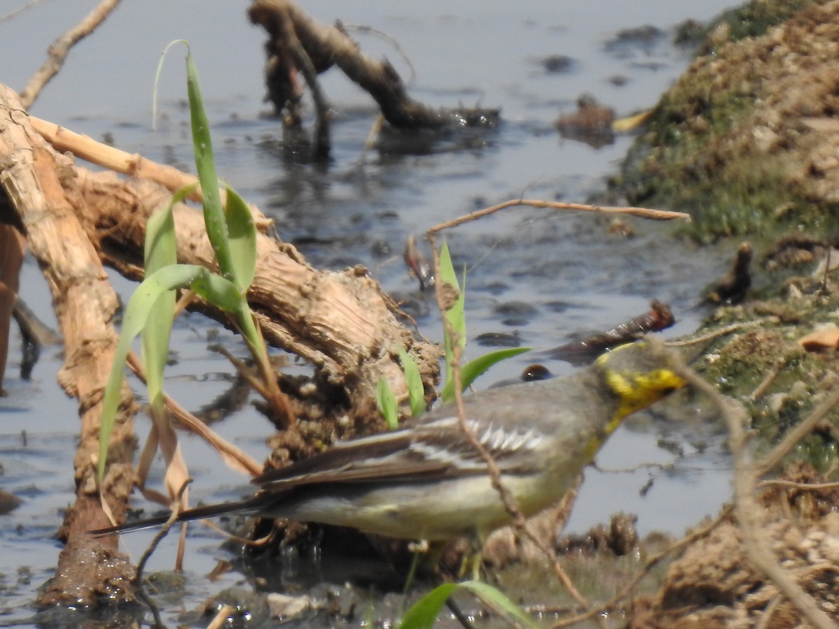 Citrine Wagtail - ML357174891