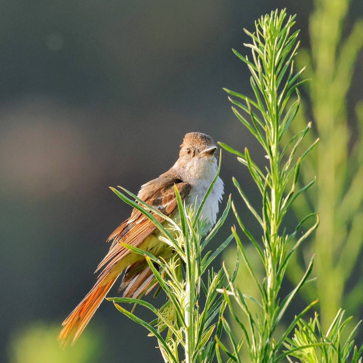 Ash-throated Flycatcher - ML357175021