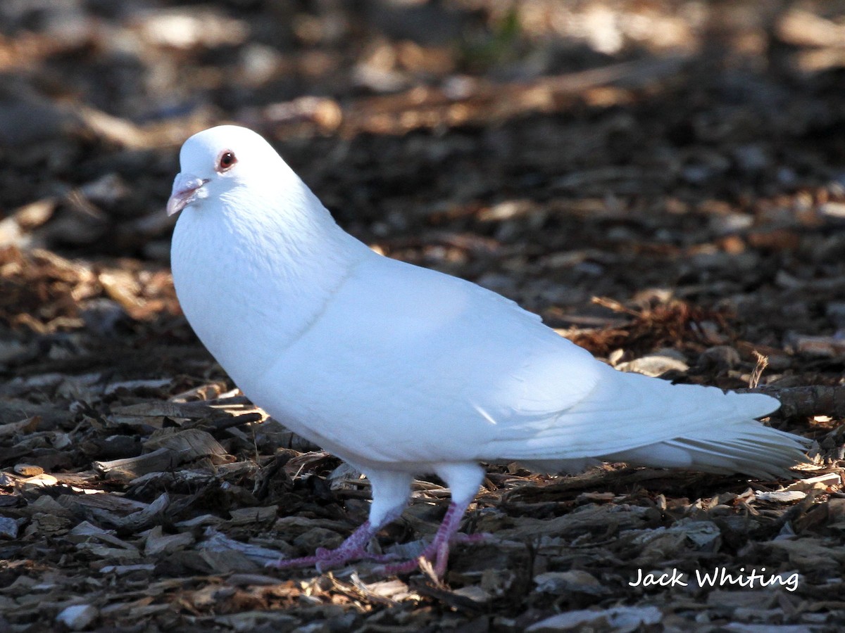 Rock Pigeon (Feral Pigeon) - ML357176931